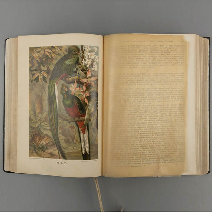 Книга «Жизнь животных Брэма», Брем А.Э, Санкт-Петербург, 1902 г.