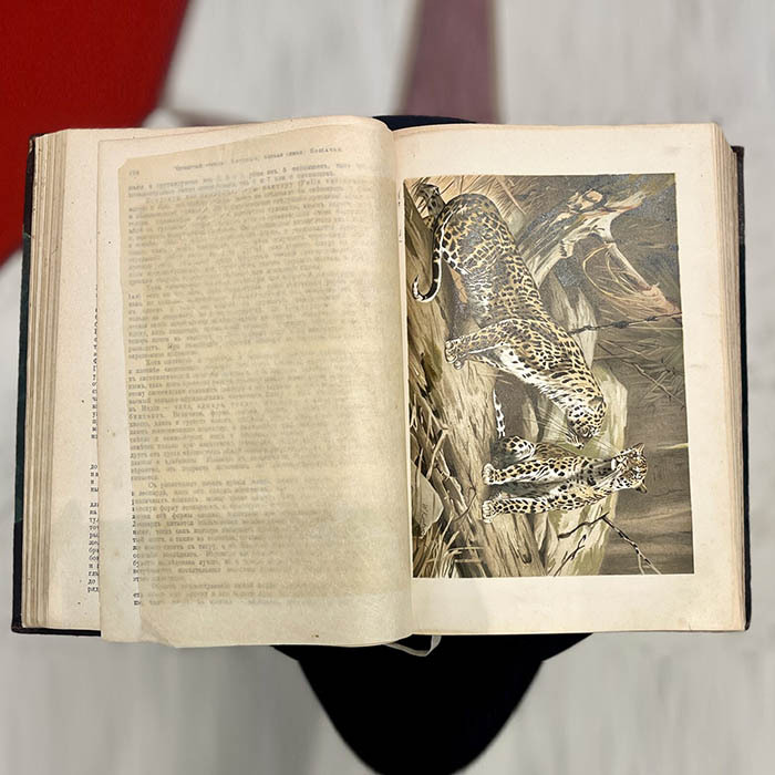 Книга «Жизнь животных Брэма», Брем А.Э, Санкт-Петербург, 1902 г.